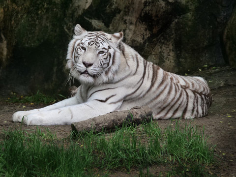 Albino tiger at rest