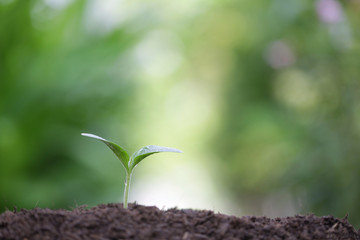 Small tree sapling plant planting with dew