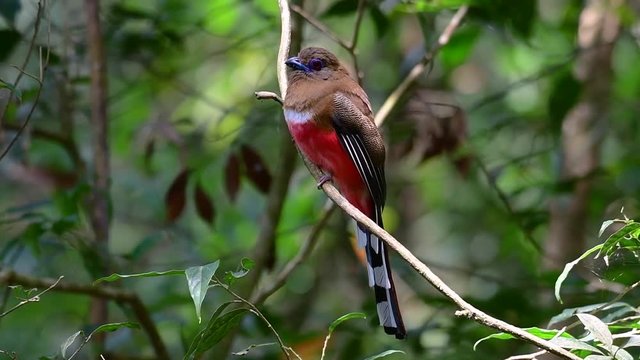 The Red-headed Trogon is a confiding medium size bird found in Thailand; round, big colourful eyes with, saturated red and brown feathers, and quite an interesting bird to photograph.