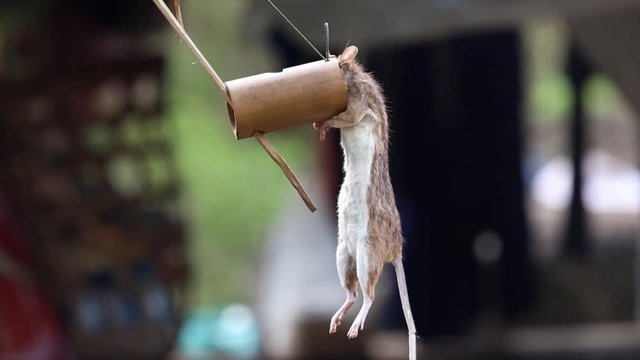 Curious dead mouse caught with its head in open air trap