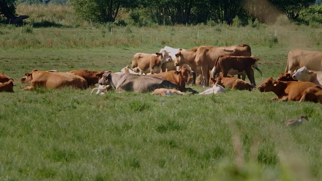 Herd of cattle with cows, calves and a bull relaxing on a meadow on a hot summerday. – filmed in 4K with 100fps