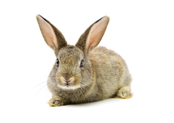 Fototapeta premium rabbit on a white background 