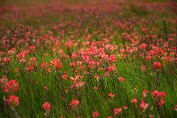 Fototapeta premium Indian Paintbrush