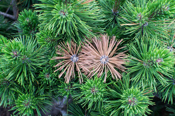 Two yellowed spruce twigs among greens close-up