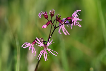 Fototapeta premium Pink flowers in the meadow.