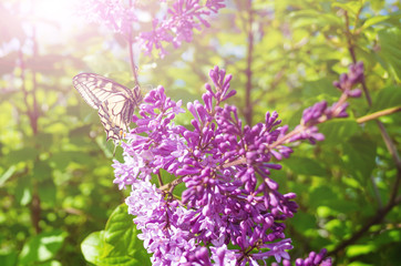 Yellow-black butterfly Swallowtail sits on a branch of a blooming purple lilac. Bright sunshine. Summer natural concept. The amazing beauty of insects and plants.