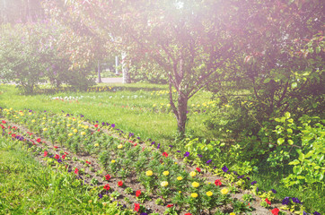 Flower beds with colorful flowers and trees in the city park. The concept of a summer city, decorating the city with plants. Bright sunny daylight.