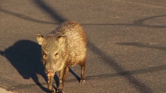 Javelina in Scottsdale Arizona