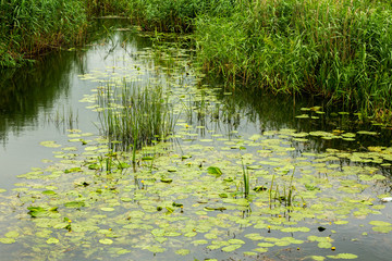 plantation of yellow water lilies on a small river