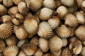 Cockles background