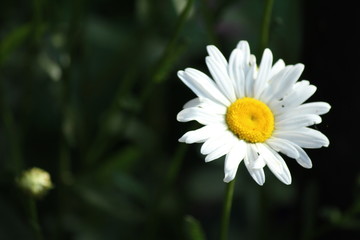 daisy in the grass