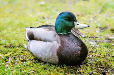 Portrait of duck male with ajar beak