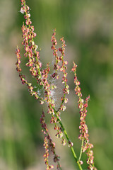 Dew drops on a sorrel web.