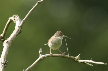 A beautiful Whitethroat, Sylvia communis, perching on a branch in a tree with nesting material in its beak.