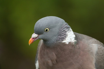 	 A head shot of a pretty Woodpigeon, Columba palumbus.	