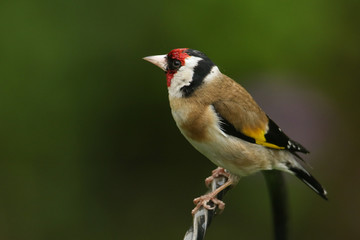 A pretty Goldfinch, Carduelis carduelis, perched on a metal post.