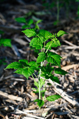 Fresh green leaves of blackberry.