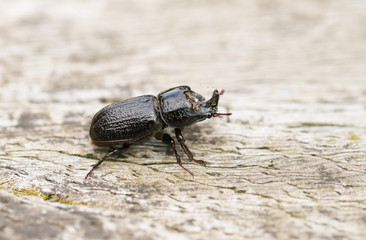 A Rhinoceros Beetle, Sinodendron cylindricum, walking across a log.