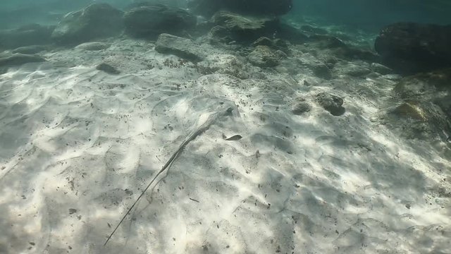 A roughtail stingray with long tail swimming through the rocks in the sand . Marine life recorded in archipelago of Fernando de Noronha, Pernambuco, Brazil