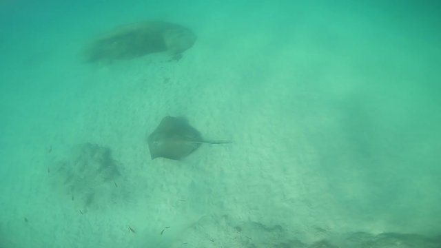 A big roughtail stingray. Marine life recorded in archipelago of Fernando de Noronha, Pernambuco, Brazil