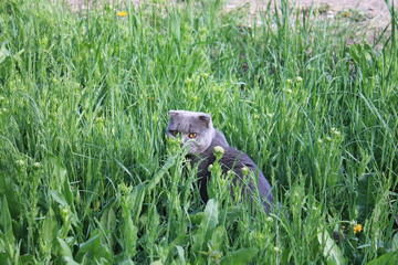 cat