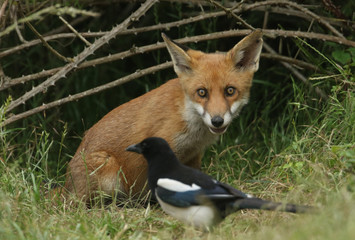 A cute wild Red Fox cub, Vulpes vulpes, watching a Magpie feeding in the long grass.