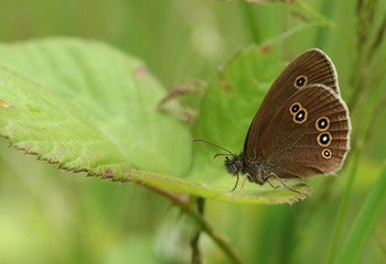 A pretty Ringlet Butterfly, Aphantopus hyperantus, perching on a bramble leaf.