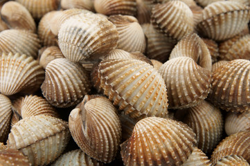 Fresh raw cockles, seafood background