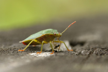 A Common Green Shieldbug, Palomena prasina, feeding standing on a wooden fence. 