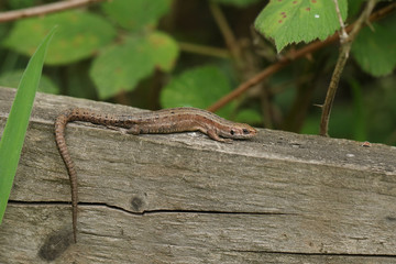 A stunning Common Lizard, Zootoca vivipara, warming up on a wooden fence.