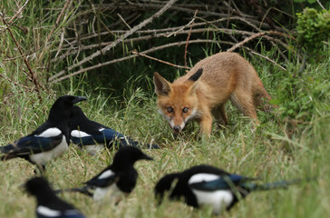 A cute wild Red Fox Cub, Vulpes vulpes, feeding in the long grass at the entrance to its den. It is being watched by Magpies, who will take any opportunity to steal its food.