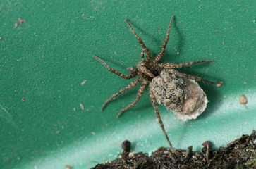 A magnificent Wolf Spider, Pardosa, carrying its babies on its back.	