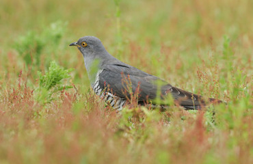 A stunning Cuckoo (Cuculus canorus) searching on the ground in a meadow for food.	