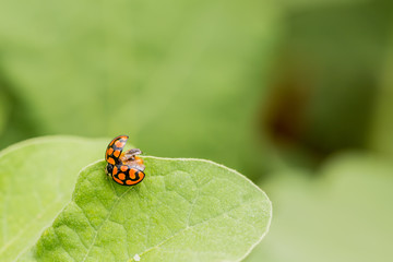 Macro Orange Ladybug close up on a green leaf