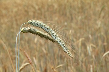 two bread spikelets in a field in summer. cereal crop