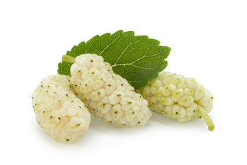 White mulberry with leaf