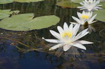 Beautiful white lotus flower with water droplets on the petals blooming in the pond and green lotus leaves around.