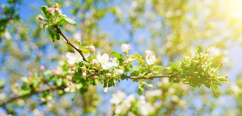 Obraz premium White blossom flower on apple tree branch in spring bloom full of bright light.