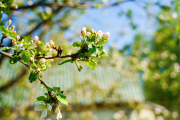White blossom flower on apple tree branch in spring bloom full of bright light.