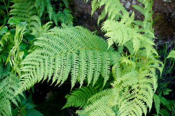 Nahaufnahme eines Straußenfarns in einem Wald