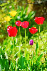 Fototapeta premium Red tulips in the garden