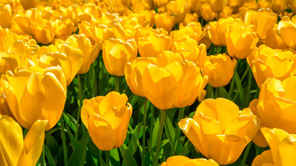Blooming tulips flowerbed in flower garden Keukenhof, colourful background, Holland