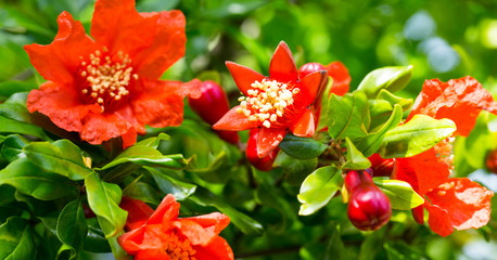 Stunning bright red flowers on pomegranate trees