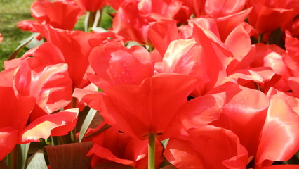 Blooming tulips flowerbed in flower garden Keukenhof, colourful background, Holland