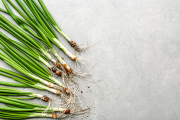 Green spring onion with fresh chive. Organic vegetables freshly harvested from the garden. Dirty vegetable.