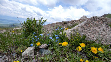 View of the mountains of the central Tien Shan in Kyrgyzstan with blooming flowers.