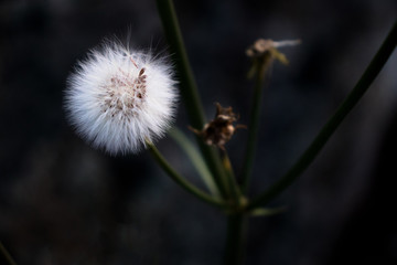 Diente de león