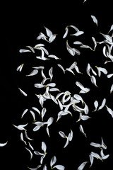 white flower lipist on black