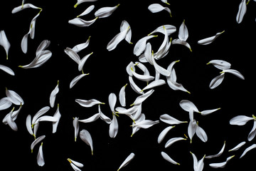 white flower lipist on black