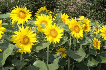 元気いっぱいのヒマワリ